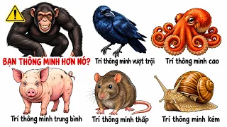 Từ loài động vật không não đến loài thông minh hơn cả con người #metrithuc