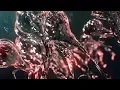 After Effects Tutorial Water Jellyfish Animation Trapcode TAO Tutorial