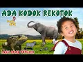 Download Lagu Lagu Anak Populer | Ada Kodok Rekotok Hits Sepanjang Masa