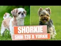 Shorkie Shih Tzu x Yorkshire Terrier - Things You Need To Know Before Getting One
