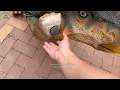 Amazing Robotic Walking and Dancing Dinosaur