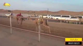 الشوط 6 شاهين لـ سيف معيوف سالم الدرعي شارة الصنوق السبت 2018 05 26 الرقيعات حقايق 