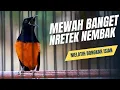 MURAI BATU GACOR FULL ISIAN TEMBAKAN MEWAH SANGAT AMPUH UNTUK MELATIH BONGKAR ISIAN