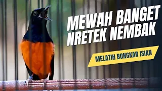 murai batu gacor full isian tembakan mewah sangat ampuh untuk melatih bongkar isian