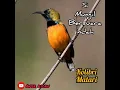Download Lagu Kolibri matari suara jernih