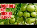 How To Ripen Green Tomatoes ON THE VINE IN 3 DAYS