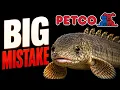10 Petco Fish You Should Never Buy