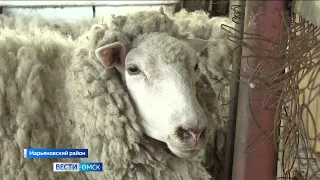 В крупнейшем овцеводческом предприятии Омской области подходит к концу сезон стрижки овец