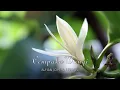 Download Lagu Hendri Rotinsulu - Cempaka Wangi (Lyric Video)