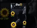 Parecemos Tontos - Bunbury