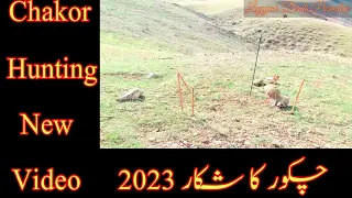 chakor ka shikar chakor ki awaz chakor voice chakor sound chakor bird layyah birds paradise