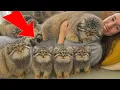 Lagu I raised ONE Manul… He came back with a FAMILY! I was NOT ready for this!