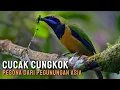 Download Lagu Cucak Cungkok: Burung Langka dari Pegunungan Asia