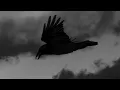 Judah & the Lion - As The Crow (Official Visualizer)