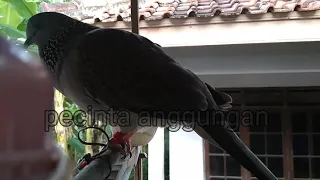 suara tekukur jernih cocok untuk pikat tekukur2020