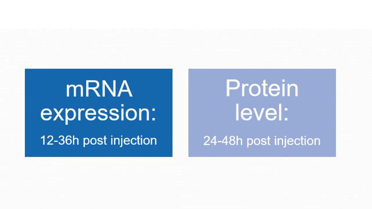 Altogen Biosystems Lipid-based in vivo Transfection Tutorial