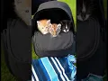 Lagu Great day at thepark #shorts #tiger #huskypuppy #kittens #cutebaby #purrfect #catsrule #purrfectpaws