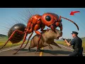 Lagu heroic rescue team saved a lone Capybara from a terrifying attack by a swarm of giant ants 🐜
