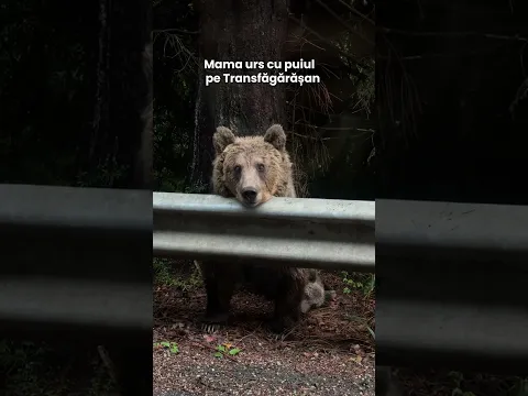 mama urs și puiul pe Transfăgărășan