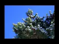 Joanie Madden (Irish Whistle) - Pinehurst (From the Film 'Pinehurst')