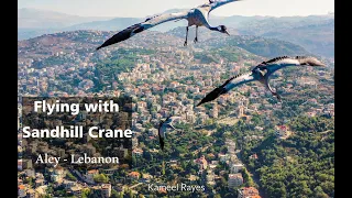 Flying With Sandhill Common Crane مع طائر الكركي الشائع جنبا الى جنب Lebanon Aley 