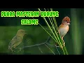 Download Lagu MASTERAN BURUNG CICI MERAH ( SALOME ) GACOR