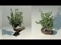 PFlow Tree Generator 3ds Max 2019 without plugins
