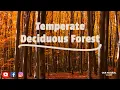 Everything you need to know about Temperate Deciduous Forests