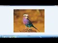 Light image resizer Background remover in Under 1 Minute