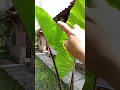 lumbu hitam/sente Ireng/keladi hitam/keladi batang Hitam alocasia/alocasia/talas hitam part 2