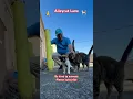 Download Lagu Alleycat Lane #love #cat #animals #cats #catvideos #shorts #hope #video #viral #god #pets #reels