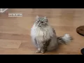 Siberian Cat Does Back Flips When Instructed