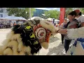 Download Lagu 🇸🇷Lion dancing/  Fosten Kukru Festival/ Onafhankelijkheidsplein/ Suriname