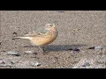 Download Lagu American Pipit at Tip of Point Pelee