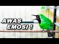 Download Lagu CUCAK IJO GACOR BIKIN EMOSI LAWAN COCOK UNTUK PANCINGAN PENDONGKRAK EMOSI IJO DEWASA AGAR JAMTROK