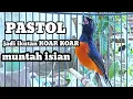 Download Lagu PANCINGAN MURAI BATU PASTOL CEPAT BONGKAR ISIAN ketrekan keras murai batu
