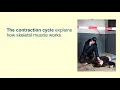 Contraction Cycle of Skeletal Muscle