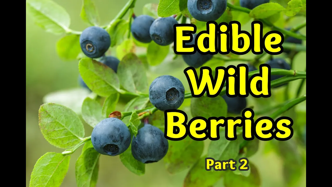 Edible Wild Berries Part 2