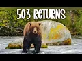 Download Lagu 503 Returns From Walkabout ▪︎ 9/6/25 ▪︎ Brooks Falls ▪︎ Katmai Brown Bears ▪︎ Explore.org 
