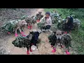 Download Lagu Vietnamese girl with dog and goat goes into the forest to pick wild vegetables to sell for a living