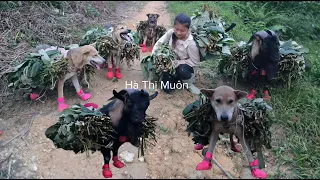 Vietnamese Girl With Dog And Goat Goes Into The Forest To Pick Wild Vegetables To Sell For A Living 