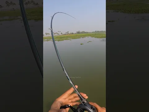 എന്ത് ആയിരിക്കും ആ അടിച്ചത്..😱🙆♂️ | Traditional Fishing Videos | Snakehead Fishing | Fishing |