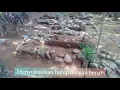Download Lagu STORY WA ||  Pitutur Luhur \