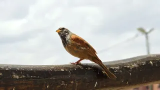 تغريد طائر البركة تبيبط  تغريد طائر البركة تبيبط