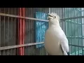 Download Lagu suara jalak putih gacor full isian sekali bunyi bikin GEGER burung jalak satu kampung