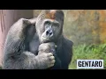 Lagu Gentaro Caring Wounds, Annie did not appear | Gorilla couple | UENO ZOO