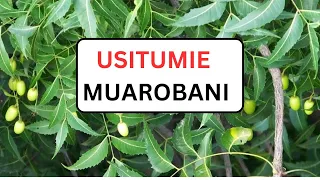 Usitumie Muarobani Kabla Ya kutazama video