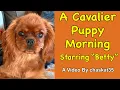 A Cavalier Puppy Morning - Starring Betty