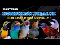 Lagu 2 jam masteran Full Isian Kasar Jernih! Masteran Kombinasi Sejalur Paling Dicari!!