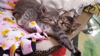 Kittens at Pope Memorial SPCA